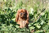 CAVALIER KING CHARLES 684